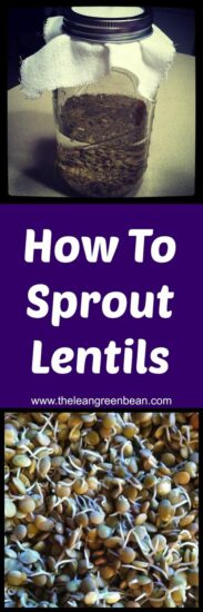 how to sprout lentils