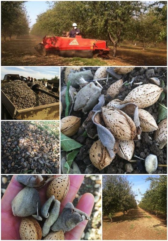 stewartjasper orchard